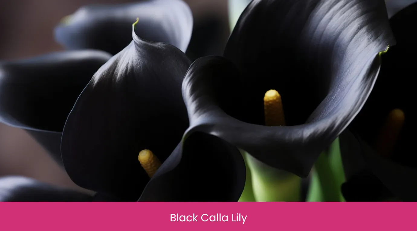 Black Calla Lily