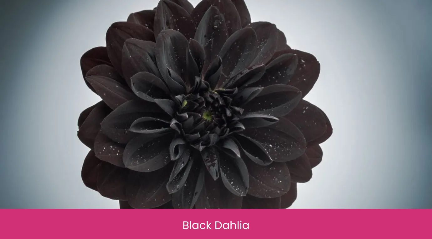 Black Dahlia