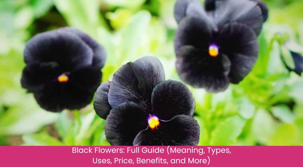 Black Flowers Full Guide