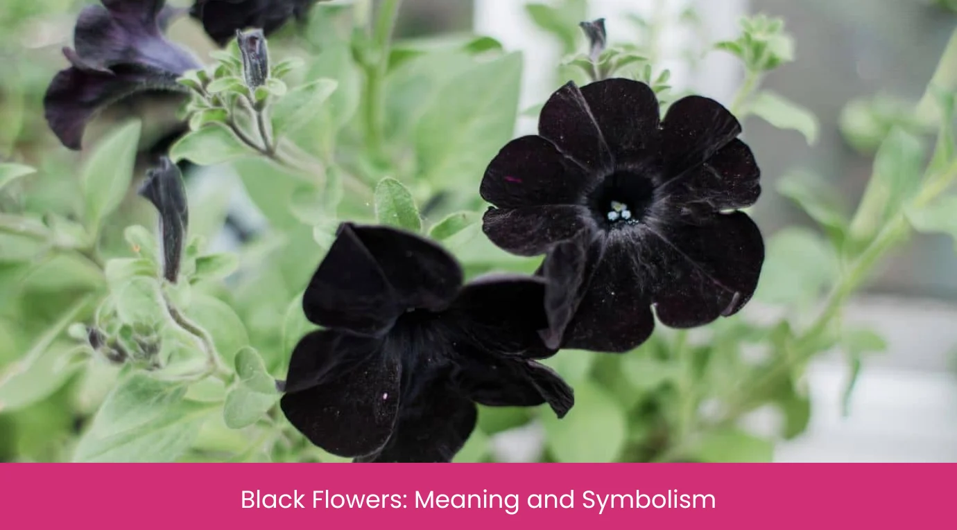 Black Flowers Meaning and Symbolism