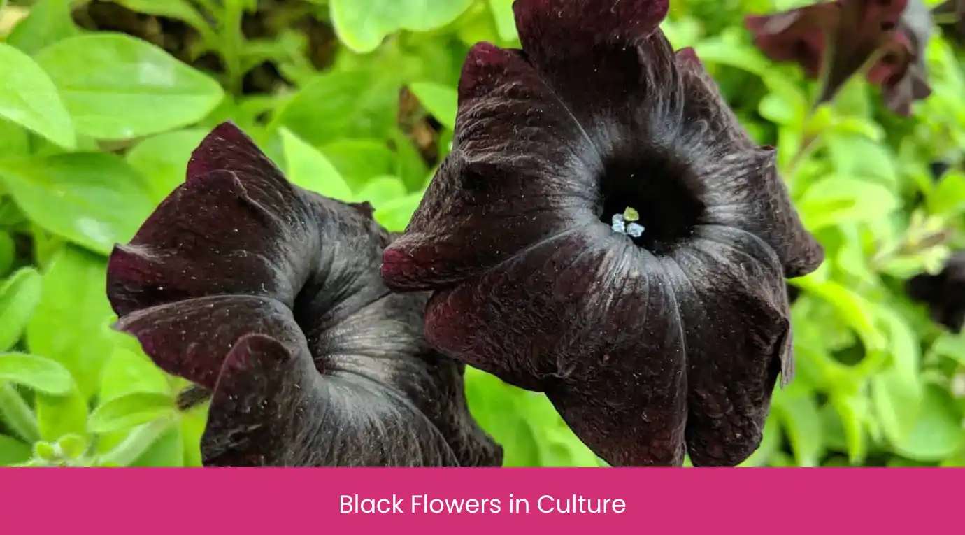 Black Flowers in Culture
