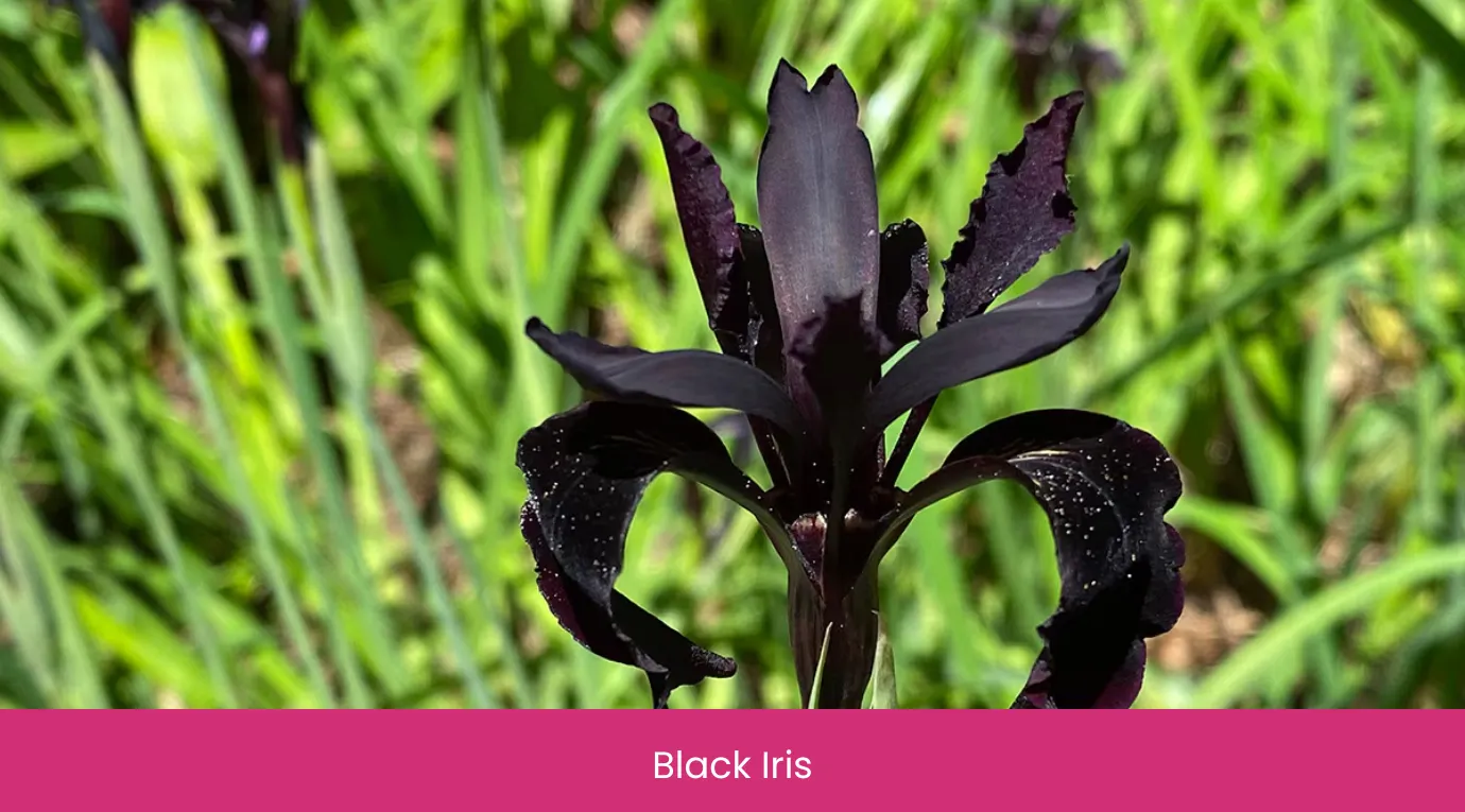 Black Iris
