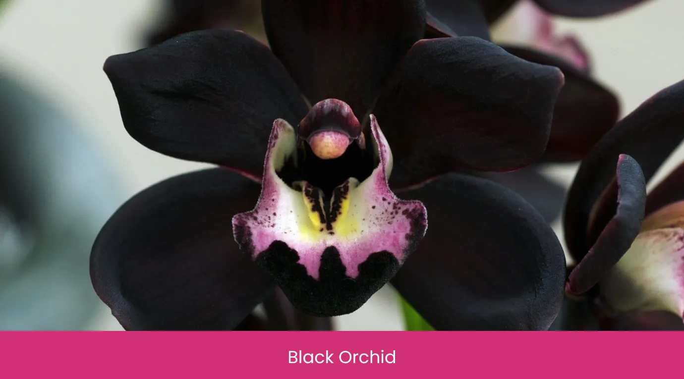 Black Orchid