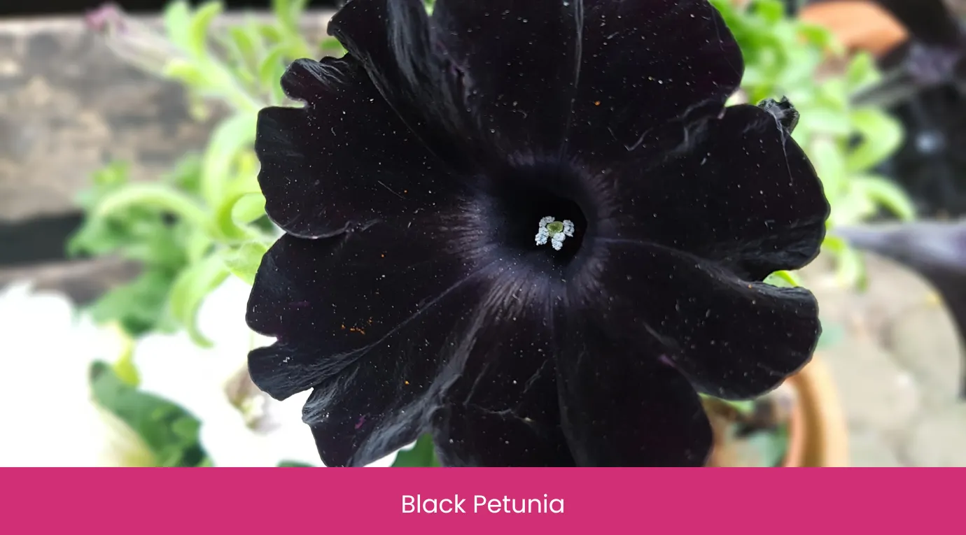 Black Petunia