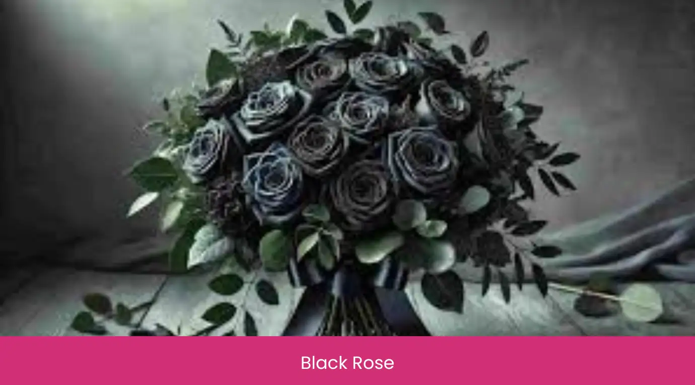 Black Rose