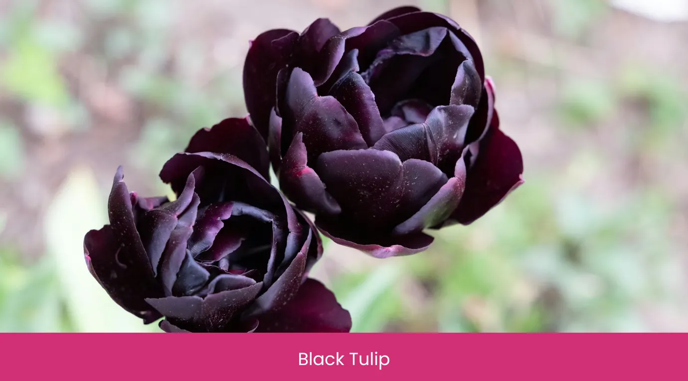 Black Tulip