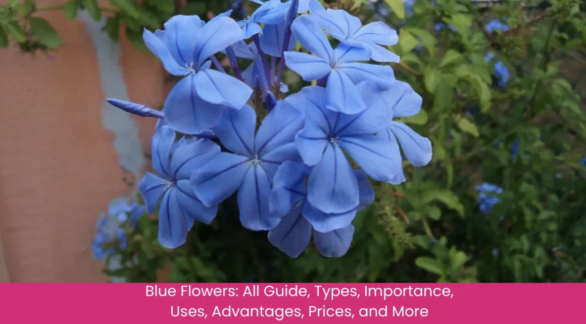 Blue Flower All Guide, Types