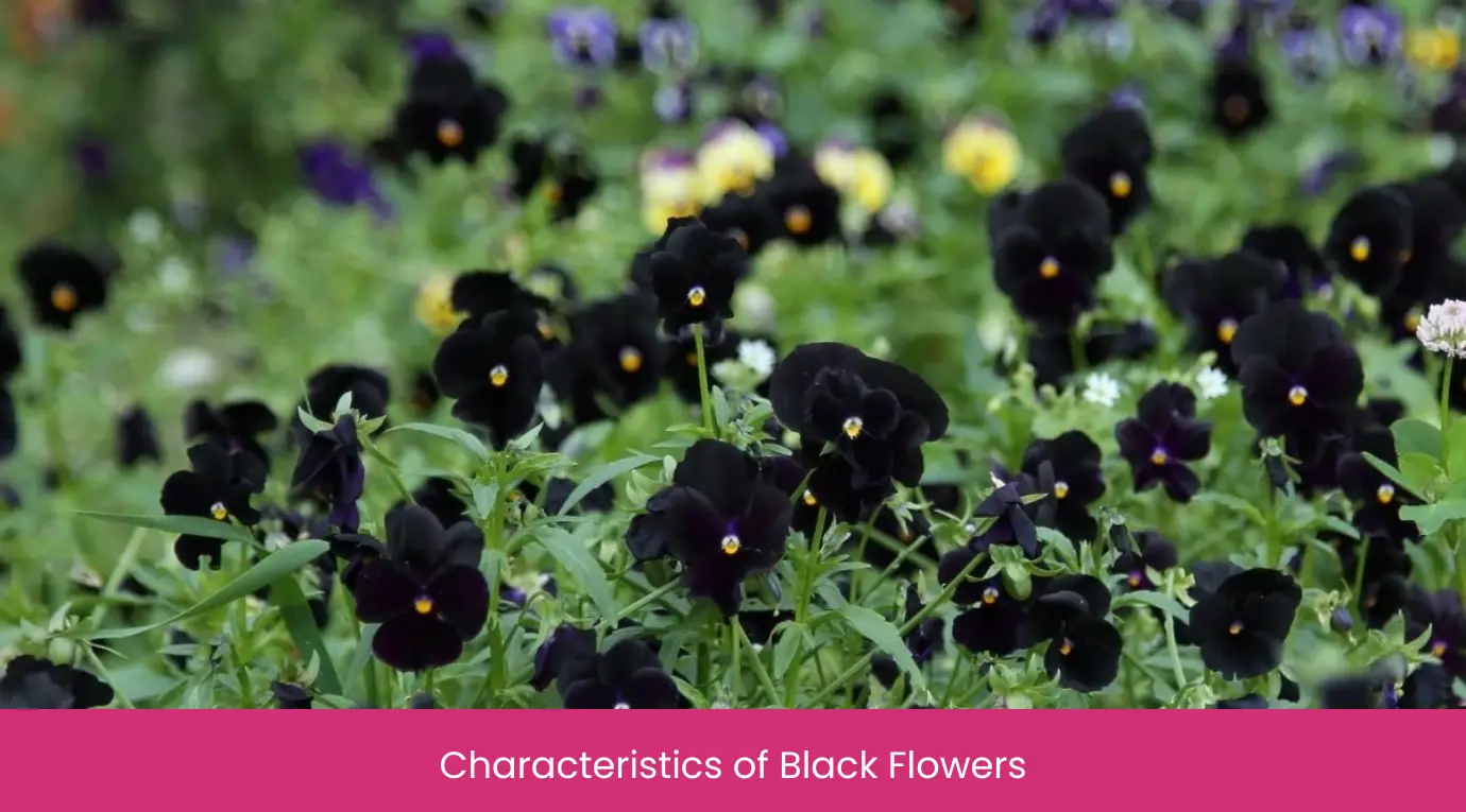 Characteristics of Black Flowers