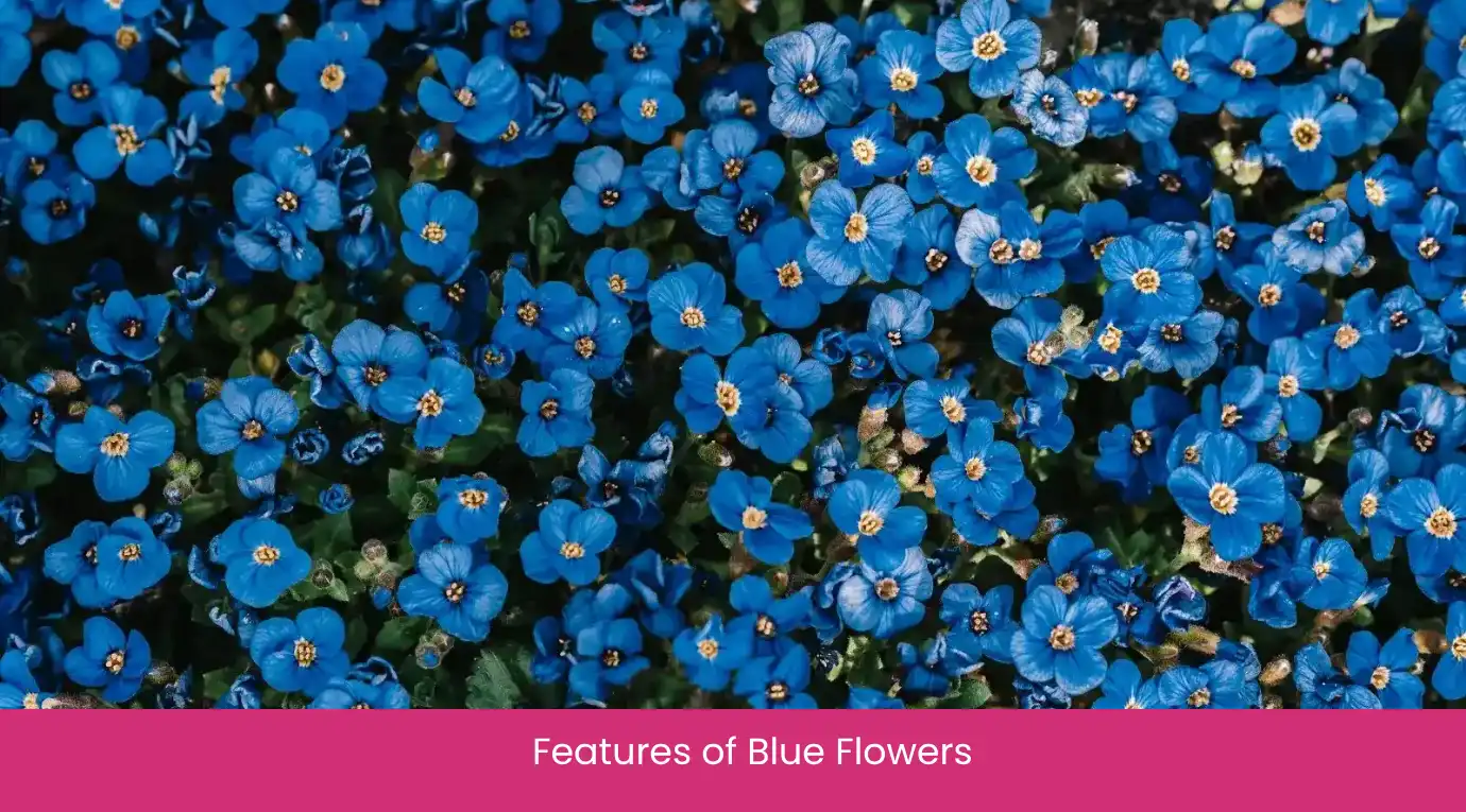 Features of Blue Flowers