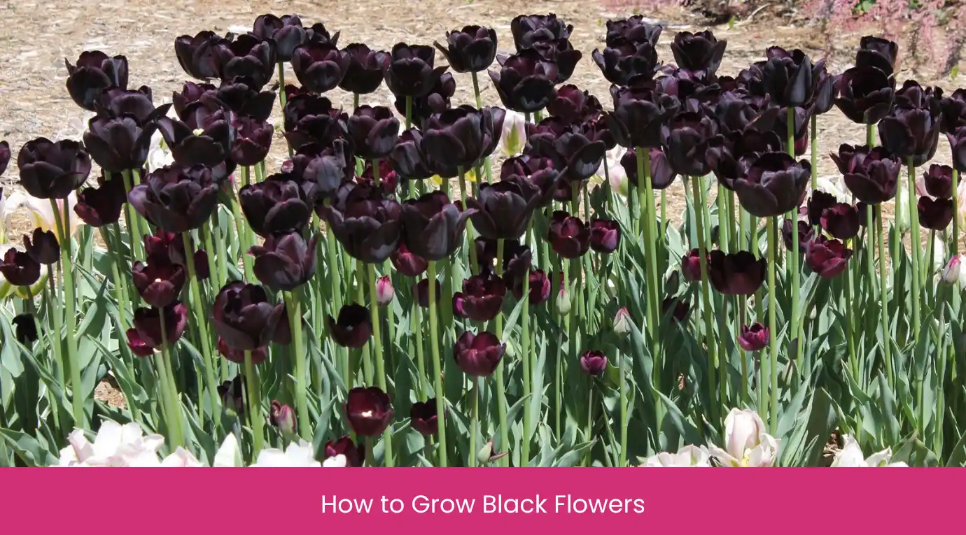 How to Grow Black Flowers