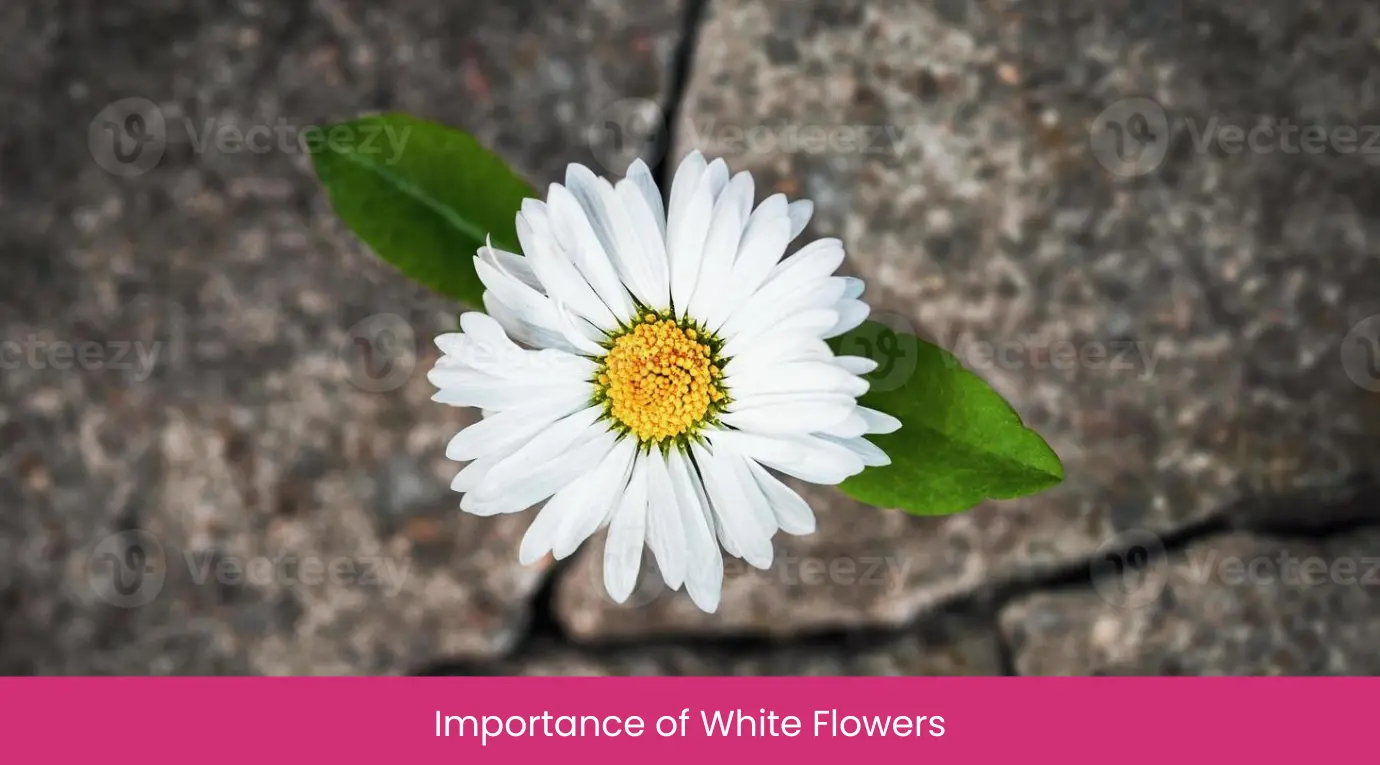 Importance of White Flowers