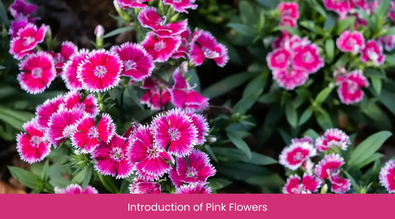 Introduction of Pink Flowers
