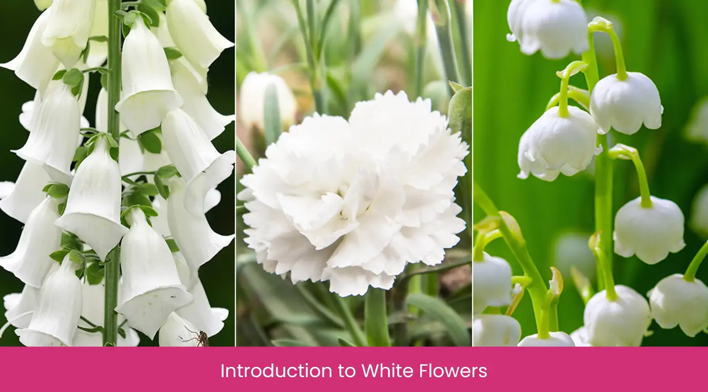 Introduction to White Flowers
