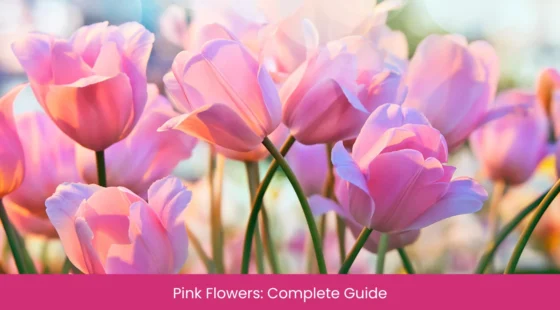 Pink Flowers Complete Guide