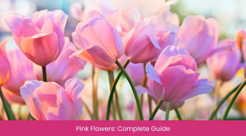 Pink Flowers Complete Guide