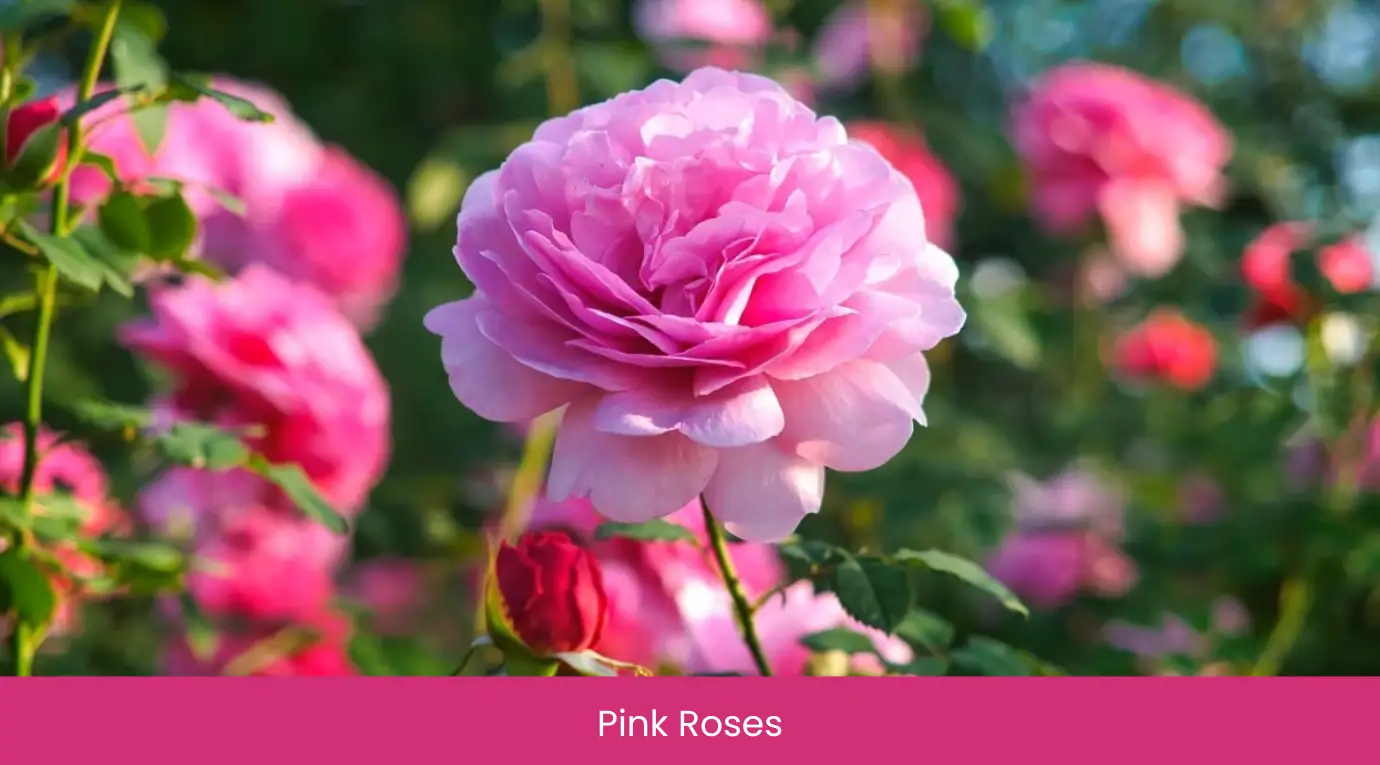 Pink Roses
