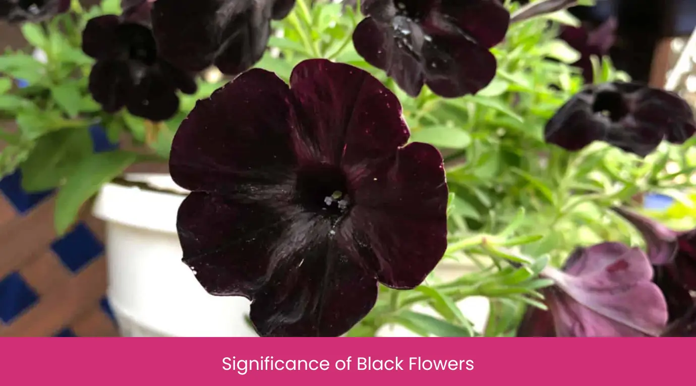 Significance of Black Flowers