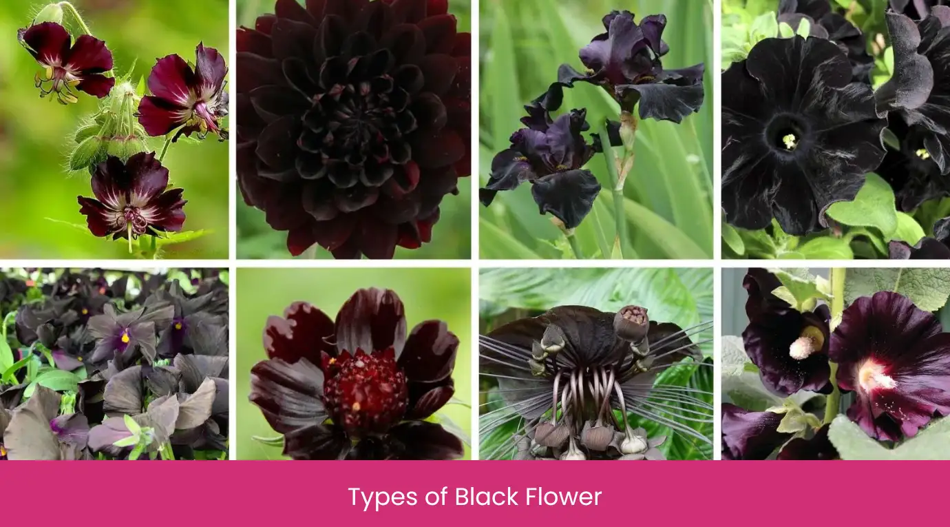 Types of Black Flower