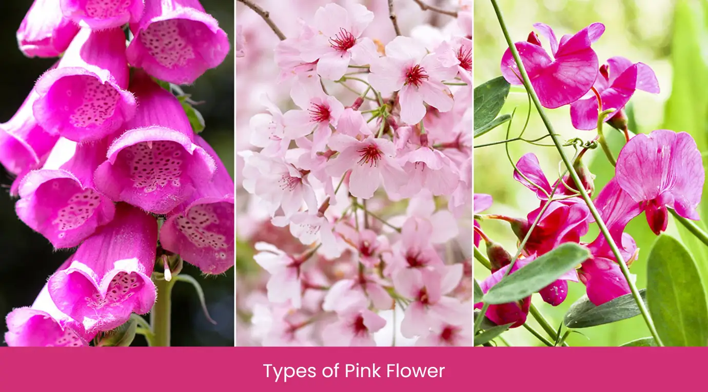 Types of Pink Flower