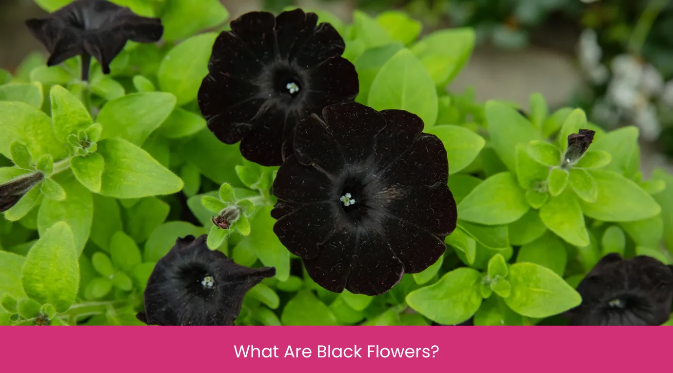 What Are Black Flowers