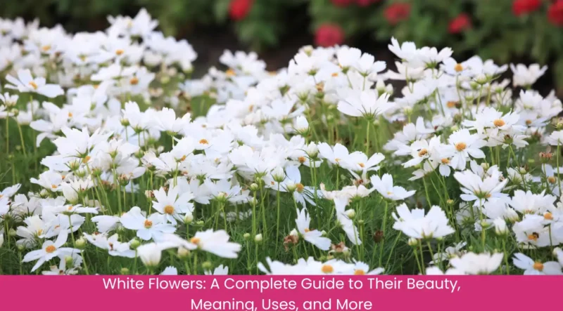 White Flowers