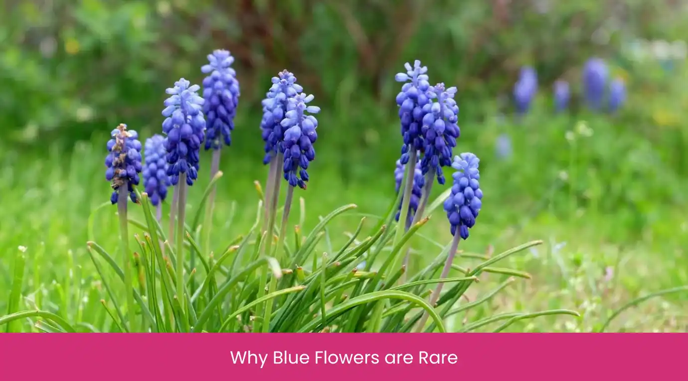 Why Blue Flowers are Rare
