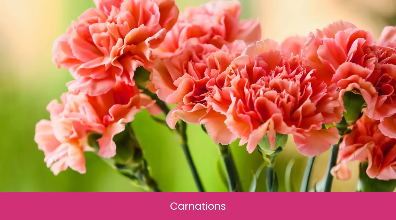 Carnations Carnations