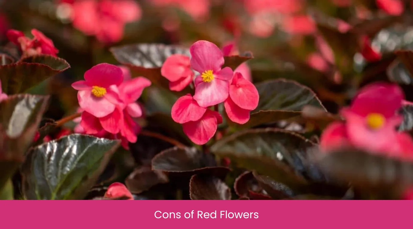 Cons of Red Flowers Cons of Red Flowers
