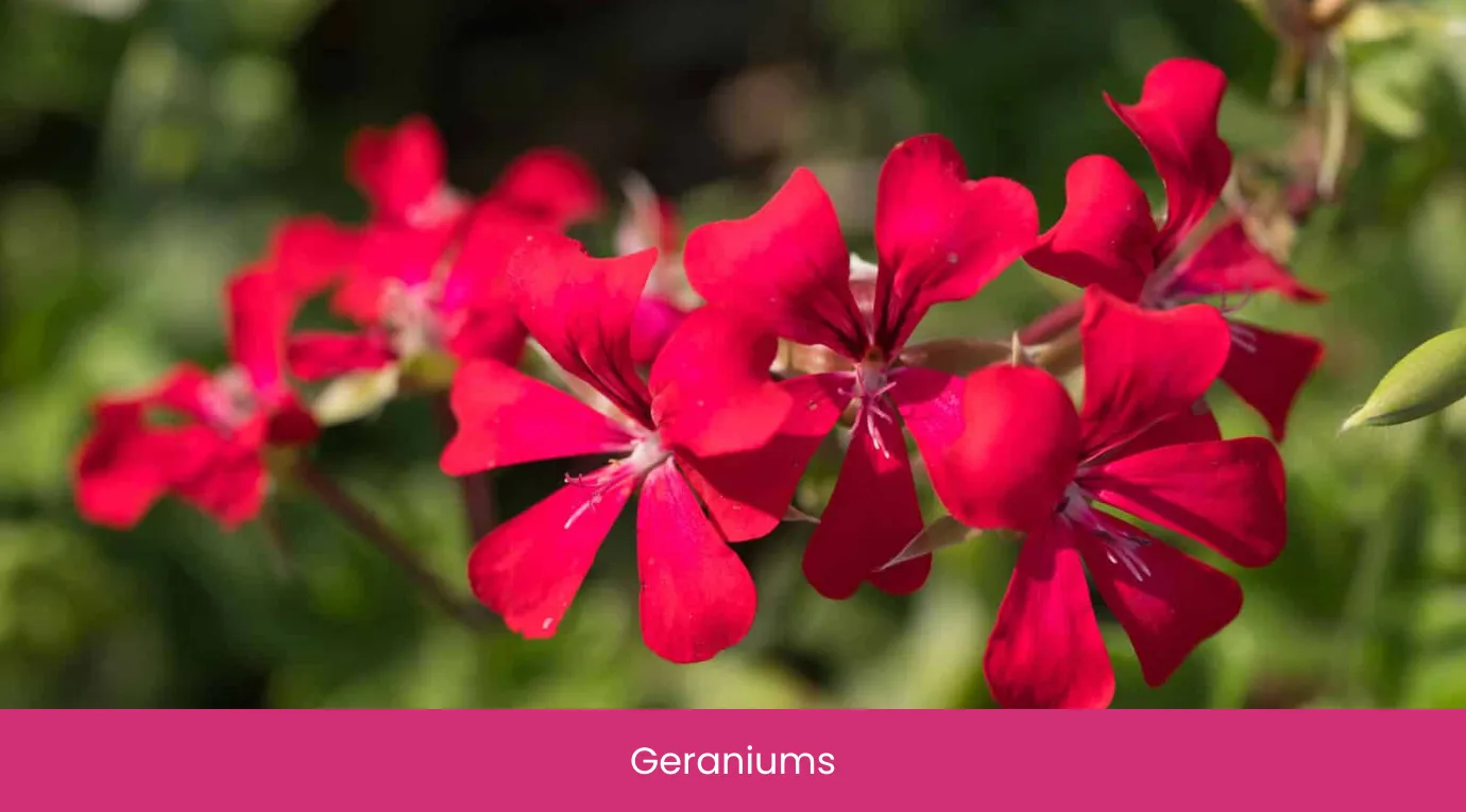 Geraniums Geraniums