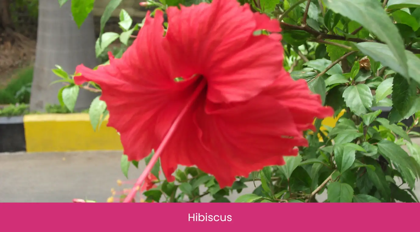 Hibiscus Hibiscus