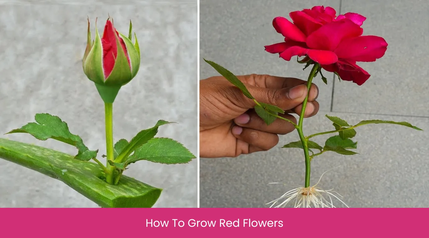 How To Grow Red Flowers How To Grow Red Flowers