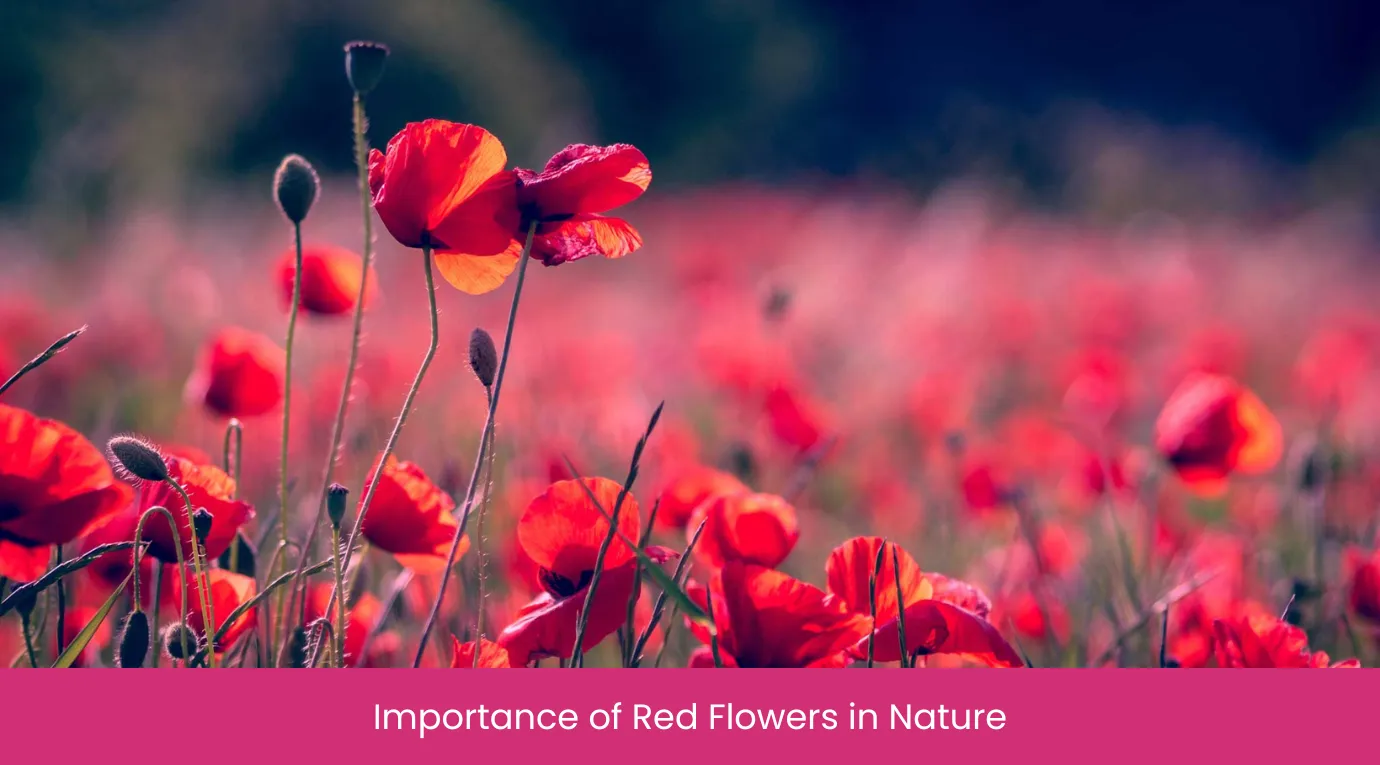 Importance of Red Flowers in Nature Importance of Red Flowers in Nature