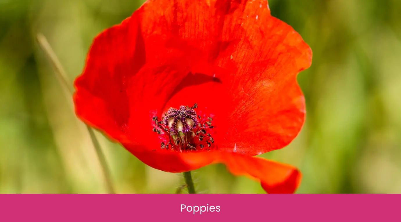 Poppies Poppies