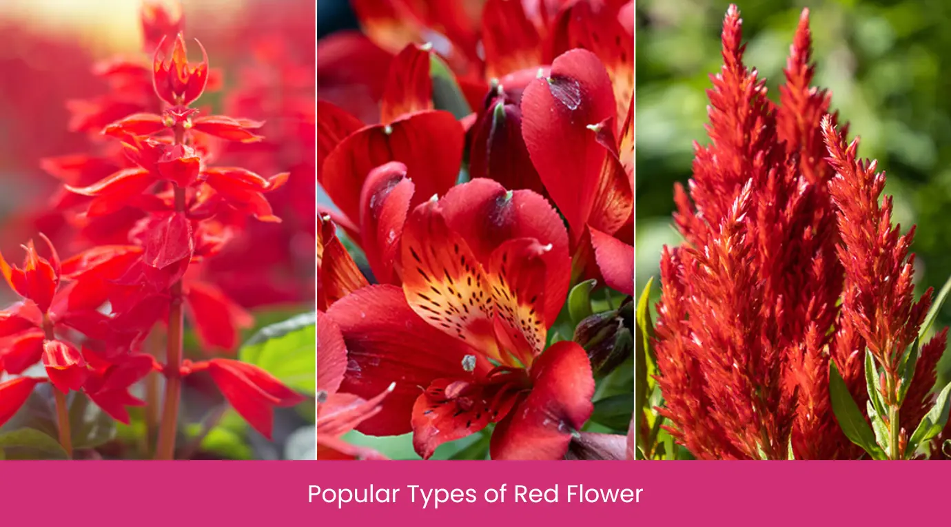 Popular Types of Red Flower Popular Types of Red Flower