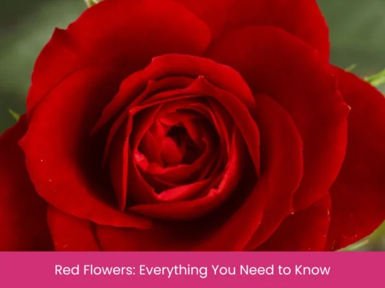 Red Flowers Everything You Need to Know