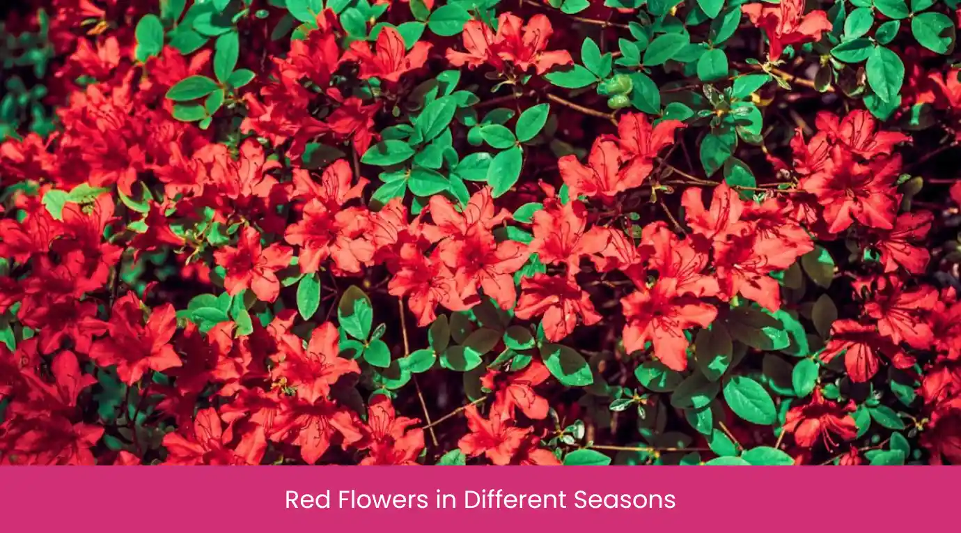 Red Flowers in Different Seasons Red Flowers in Different Seasons