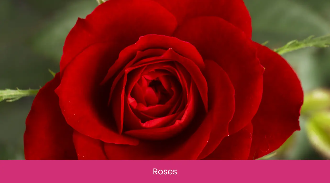 Roses Roses