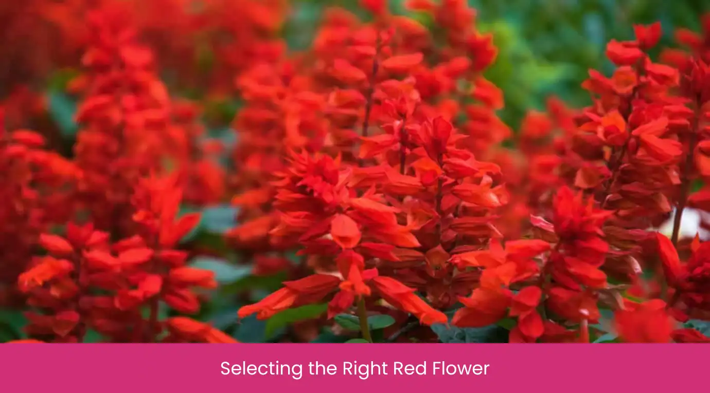 Selecting the Right Red Flower Selecting the Right Red Flower