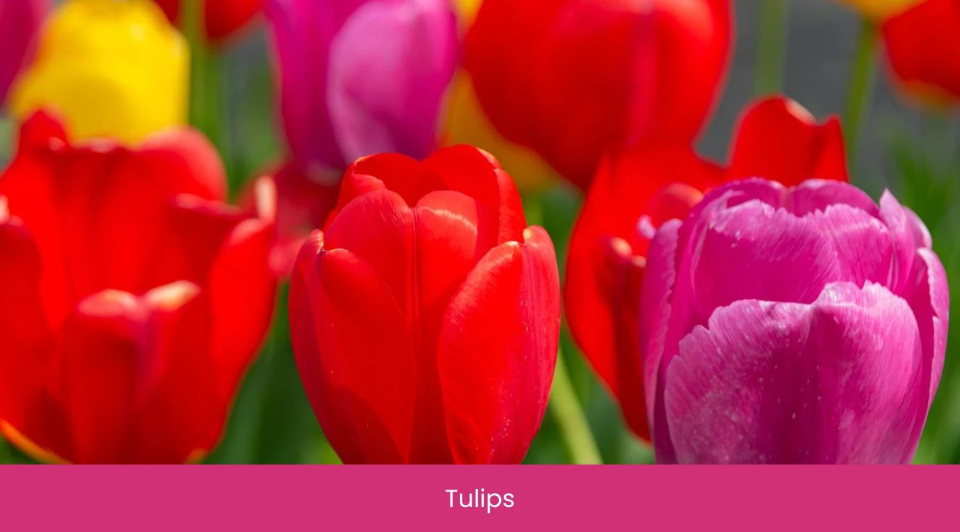 Tulips Tulips