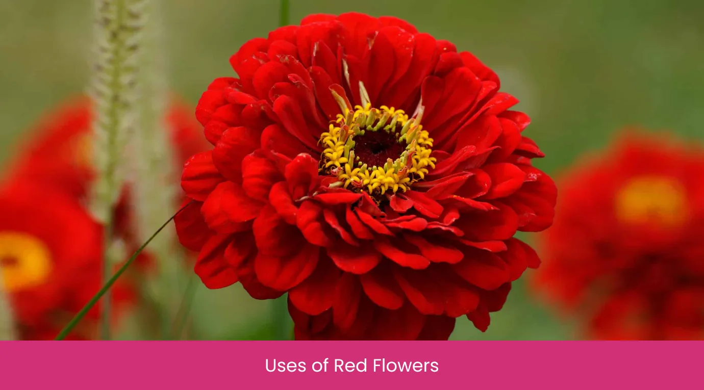 Uses of Red Flowers Uses of Red Flowers