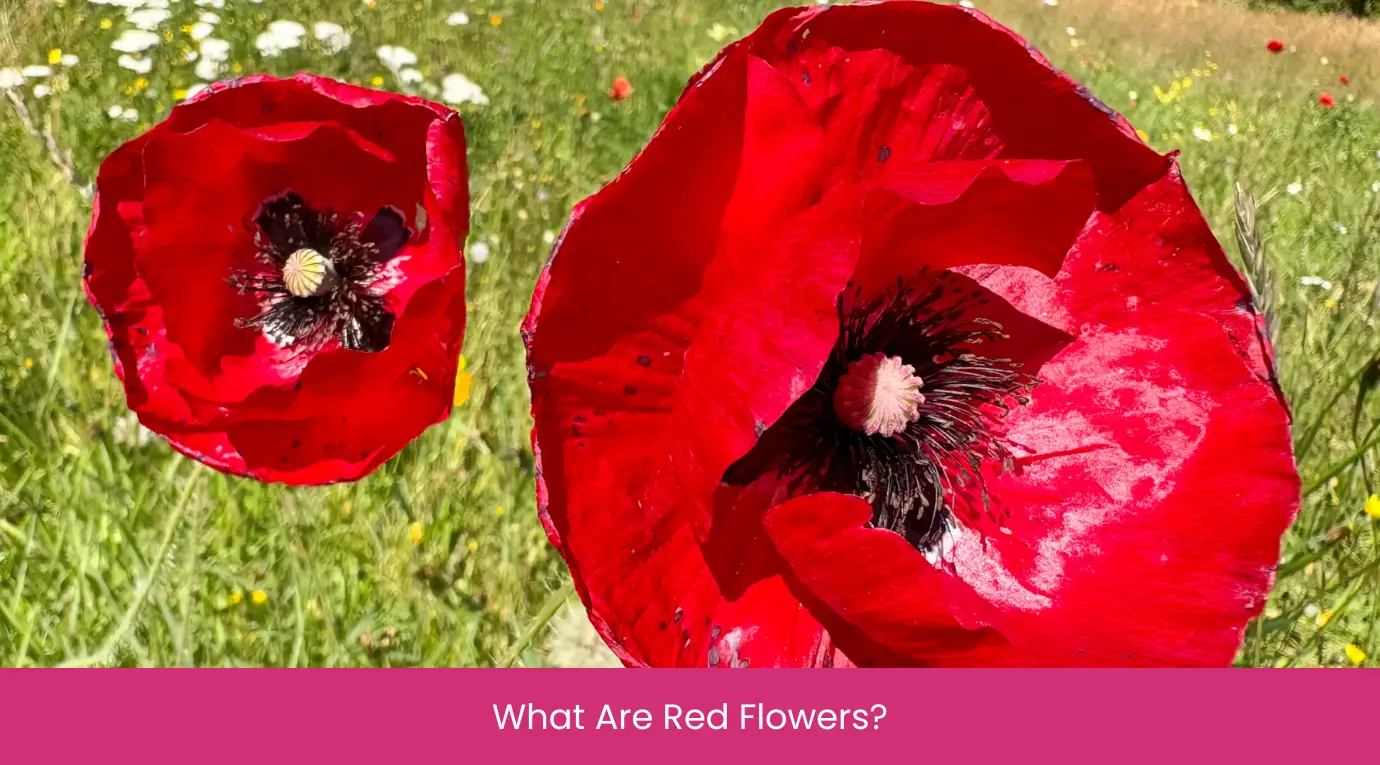 What Are Red Flowers What Are Red Flowers