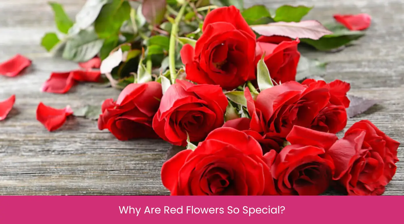 Why Are Red Flowers So Special Why Are Red Flowers So Special